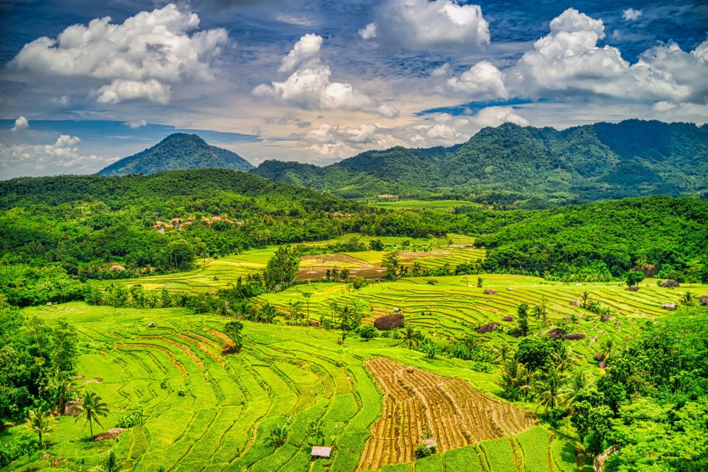 Blockchain Technology and the Agricultural Industry in Indonesia